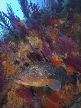 Dusky grouper (Epinephelus marginatus) (Mycteroperca marginatus) and violescent sea-whip