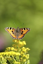 Small tortoiseshell (Aglais urticae), on a goldenrod (Solidago) flower, Wilden, North