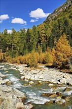 Autumn coloured larch forest (Larix), at the river Roseg, Val Roseg, Pontresina, Graubünden,