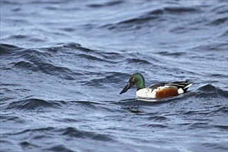 Northern shoveler (Spatula clypeata) (Syn.: Anas clypeata), male swimming on Lake Zug, Switzerland,