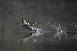 Great crested grebe (Podiceps cristatus), takes off from the water, Switzerland, Europe