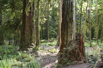 Huge old Douglas firs, overgrown with mosses and lichens, Cathedral Grove, MacMillan Park,