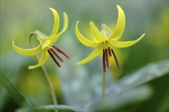 Dog's Fawn Lily (Erythronium americanum), Emsland, Lower Saxony, Germany, Europe