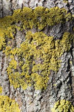 Texture of Manchurian walnut bark with yellow lichens