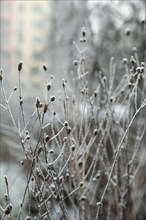 Grass covered with hoarfrost. Abstract floral background, garden and winter concept. Frost texture,