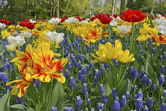 Tulips (Tulipa) and grape hyacinths (Muscari) at Keukenhof, Lisse, South Holland