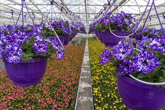 Horticulture company, flower pots, so-called petunia ampel, grow in a greenhouse, under the glass