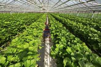 Harvesting strawberries, harvest helper, strawberry cultivation in the greenhouse, young strawberry