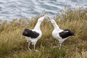 Albatros (Diomedea sanfordi), Taiaroa Head, Otago Peninsula, Neuseeland