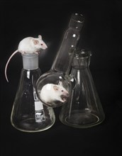 Two small white laboratory mice in the flask and on the another flask