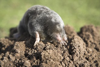 Dead mole on pile of soil, Suffolk, England, UK