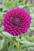 Decorative dahlias (Dahlia), Purple Joy variety, purple-coloured flower, North Rhine-Westphalia,