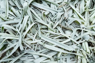 Leaves and grass covered with hoarfrost. Abstract floral background, garden and winter concept.