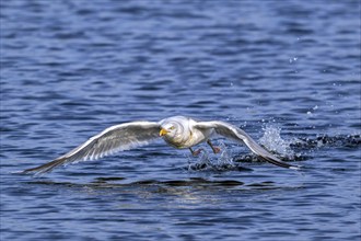 European herring gull (Larus argentatus) adult seagull taking off from sea water surface along the