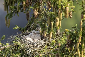 Common kestrel (Falco tinnunculus), young birds not yet ready to fly in the nest,