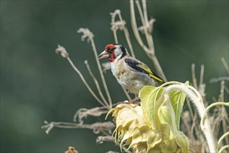 European goldfinch (Carduelis carduelis), also known as goldfinch, sitting on a faded sunflower,