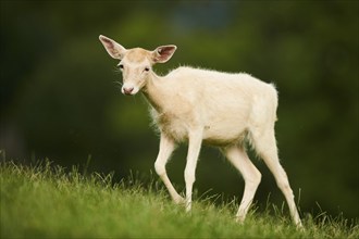 European fallow deer (Dama dama) doe walking on a meadow, Kitzbühel, Wildpark Aurach, Austria,