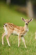 European fallow deer (Dama dama) fawn standing on a meadow, Kitzbühel, Wildpark Aurach, Austria,