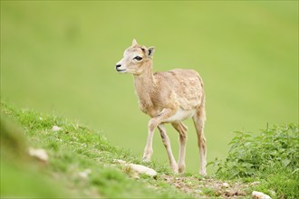 European mouflon (Ovis aries musimon) youngster walking on a meadow, tirol, Kitzbühel, Wildpark