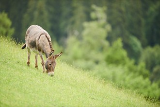 Donkey (Equus africanus asinus) standing on a meadow, tirol, Kitzbühel, Wildpark Aurach, Austria,