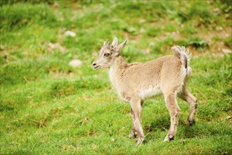 Alpine ibex (Capra ibex) youngster standing on a meadow, wildlife Park Aurach near Kitzbuehl,