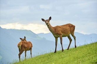 Red deer (Cervus elaphus) hinds standing on a meadow in the mountains in tirol, Kitzbühel, Wildpark