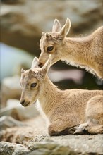 Alpine ibex (Capra ibex) youngsters, lying on a rock, wildlife Park Aurach near Kitzbuehl, Austria,