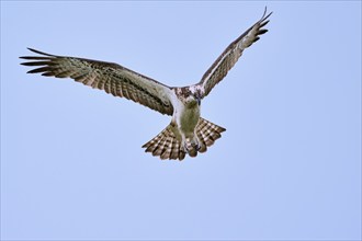 Western osprey (Pandion haliaetus) in flight, Lower Saxony, Germany, Europe