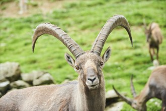 Alpine ibex (Capra ibex) male, portrait, wildlife Park Aurach near Kitzbuehl, Austria, Europe