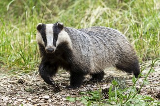 A badger moves through a wooded area with grass and leaves, european badger (Meles meles), Germany,