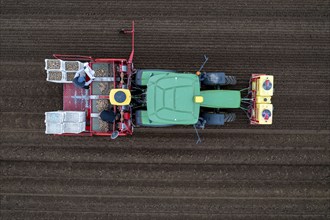 Early potatoes are placed in the soil of the field with a planting machine, Agriculture, Spring