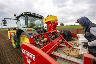 Early potatoes are placed in the soil of the field with a planting machine, Agriculture, Spring