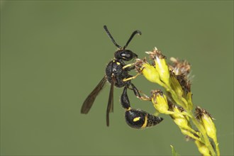 A black and yellow pill wasp (Eumenes) sitting on a flower panicle of Solidago canadensis (Solidago