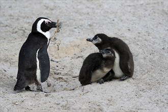 African penguin (Spheniscus demersus), adult with two chicks, nesting material, Beach, Simonstown,