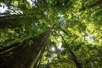 Dense vegetation in the tropical rainforest, roots of a strangler fig on a tree, view upwards, Sun