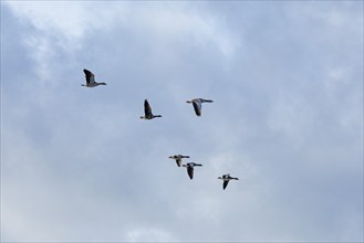 Flying grey geese (Anser anser), Goldhöft, Geltinger Birk, Gelting, Schleswig-Holstein, Germany,