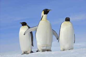 Emperor penguins (Aptenodytes forsteri), Adult Spreading Wings, Snow Hill Island, Antartic