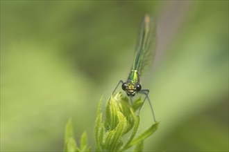 Banded demoiselle damselfly (Calopteryx splendens) adult female insect resting on a leaf in the