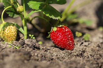 Close-up of a ripe strawberry in your own garden