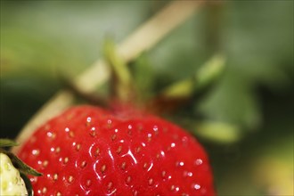 Close-up of ripe strawberries in the field