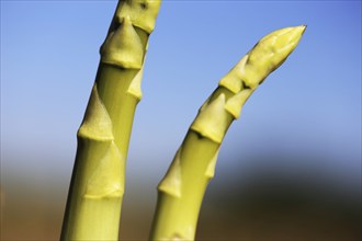 Close-up of green asparagus in the field