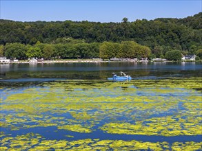 Ruhrverband mowing boat in action against waterweed, Elodea, an invasive species, green carpet of