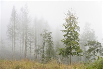 Common beeches (Fagus sylvatica), alders (Alnus) and dead spruce (Picea abies) in dense fog,