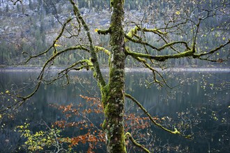 An autumnal maple tree with lots of moss at Lake Gosau. Some leaves in autumn colours. Vorderer