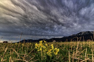 Common cowslip (Primula veris) in a meadow in front of a mountain landscape, storm clouds,