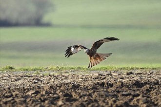 Red Kite, Red Kite, Montagu's Harrier, Montagu's Harrier (Milvus milvus), approaching a field,