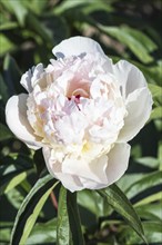 Pink peony flower in a botanical garden