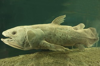 West indian ocean coelacanth (Latimeria chalumnae), Natural History Museum, opened 1889, Vienna,