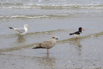 Eurasian oystercatcher (Haematopus ostralegus) and Herring Gulls (Larus michaellis) on the coast,