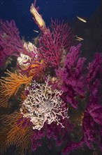 A blaze of colour in the mediterranean basket star (Astrospartus mediterraneus) in the